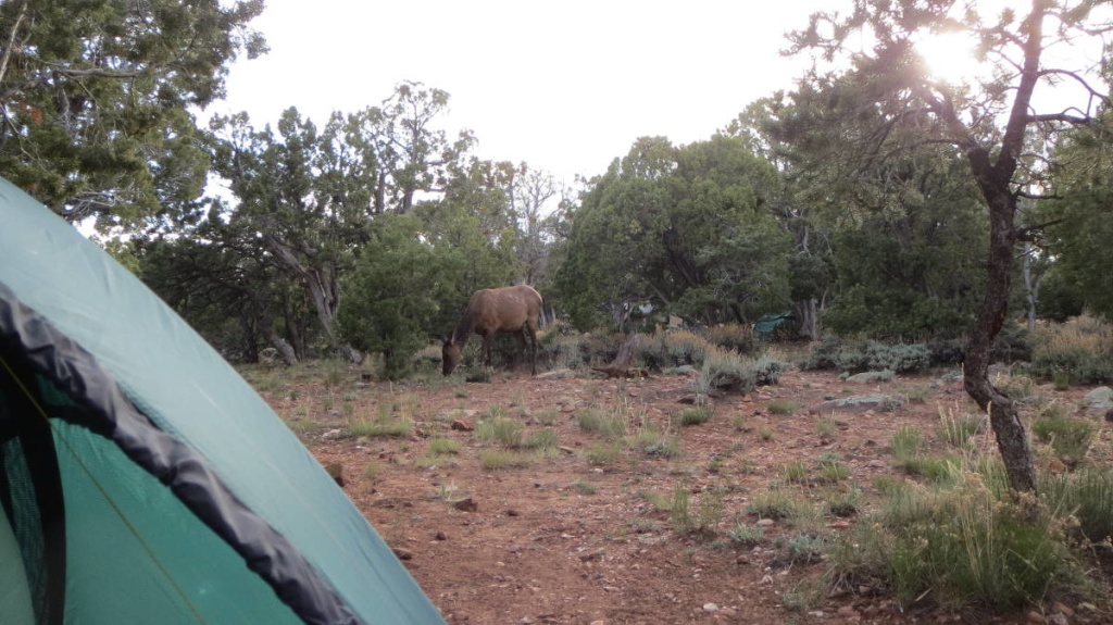 Besuch von einem Elch an meinem Zelt