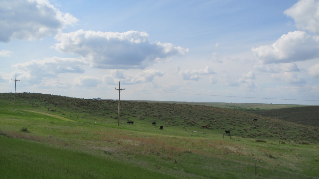 Wiesen bis zum Horizont und glückliche Kühe - so hatte ich mir Kansas eigentlich nicht vorgestellt
